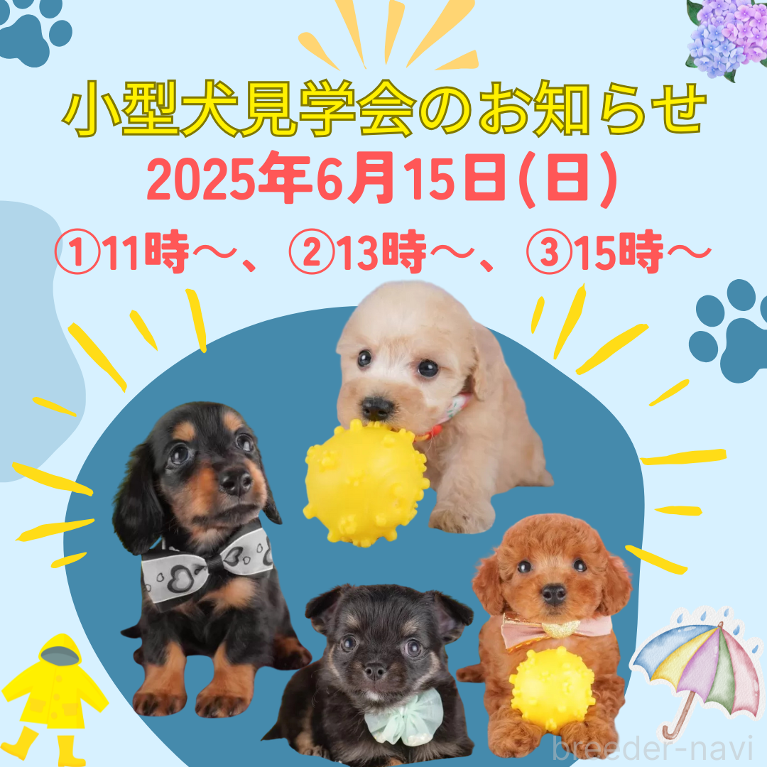 販売中の栃木県のチワワ(ロングコート)-392434の2枚目
